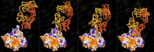 Image of the HIV Antibody moving towards a molecule