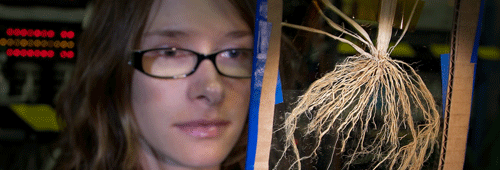 A scientist looking at a dried plant sandwiched between two peices of plastic