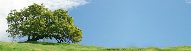 PHOTO: Landscape of oak tree and green grass