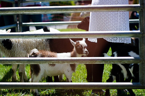 Goats in a pen in White Plaza