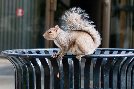 Squirrel perched on the lip of a trash can