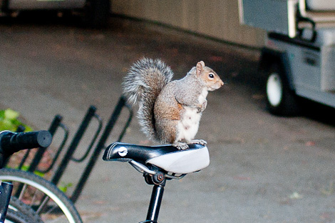 Squirrel perched on top of a bike seat