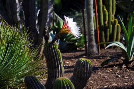 Cactus garden