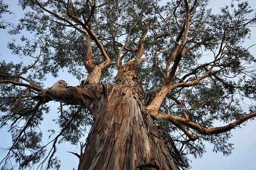 eucalyptus tree