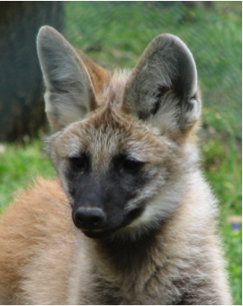 wolf pup