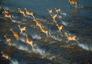 antelopes