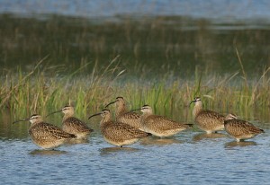 waterbirds