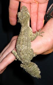 Australian lizard