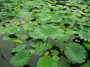 Water Lillies