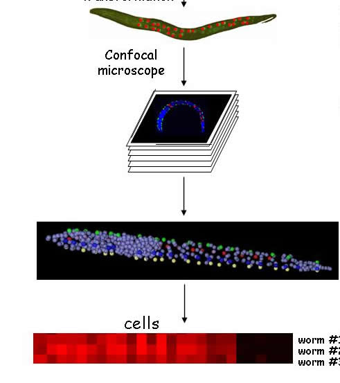 cell analyzer