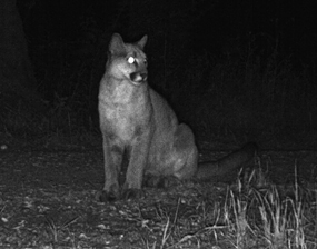 Wireless digital camera traps