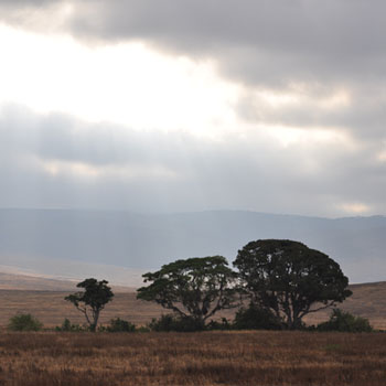 Australian Desert