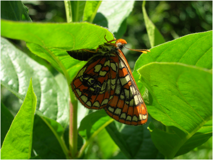 butterfly