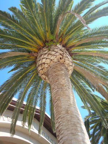 palm tree 1