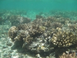 coral gardens