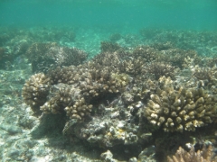 coral gardens