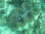 Giant Clam