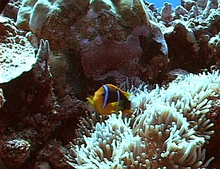 clown fish and anenome