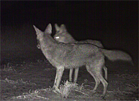 coyotes canis latrans