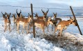 Pronghorn antelope at fence