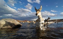 Pronghorn antelope crossing the Green River in Wyoming.