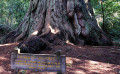 Big Basin Redwoods State Park