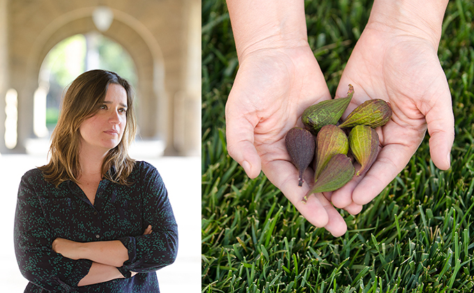 Knight Fellow Adriana Garcia says a fig tree at her Palo Alto house reminds her of the one in her grandmother's backyard in Spain.