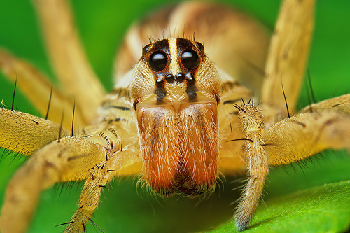 wolf_spider.jpg