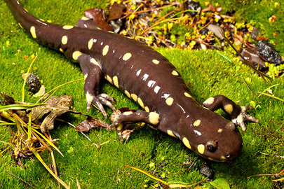 California tiger salamander/Photo: Natalie McNear, flickr