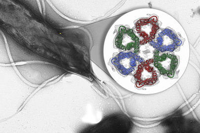 This diagram shows the first-ever glimpse of the six-part ring of urea channels embedded in the membrane of a type of bacteria called Helicobacter pylori./Photo: Hartmut Luecke, UC-Irvine