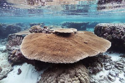 Shallow-reef corals off Ofu Isand in American Samoa/Photo: Dan Griffin