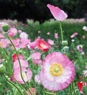 Campus wildflowers