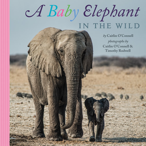 book cover: A Baby Elephant in the Wild