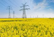 Stock photo of electrical towers and power lines over a field of yellow flowers