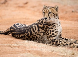 How the cheetah gets its... stripes? Stanford geneticist cracks the code