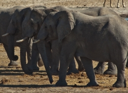 Elephants chat a bit before departing water hole, new Stanford research shows