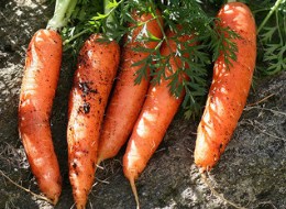 Nature/nurture study of type 2 diabetes risk unearths carrots as potential risk reducers