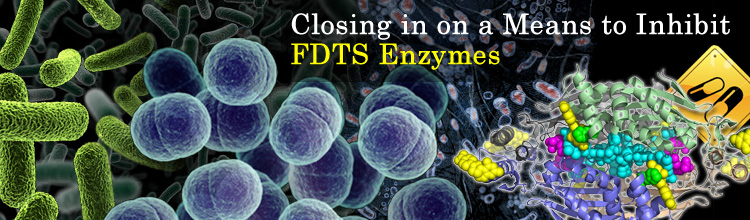 Folate Binding Site of Flavin-dependant Thymidylate Synthase and the Mechanistic Implications