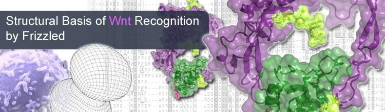 Structural Basis of Wnt Recognition by Frizzled